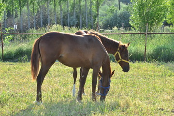 Naklejka premium horses are both a useful and charming friend for people