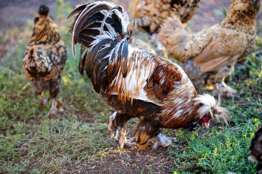 Meat-egg breed of chickens Houdan grazing outdoors in a green farm field. This large domestic bird with outstanding performance for private farms. Mottled Houdan Chicken Breed (Breeder Flock)