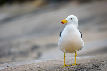 Seagull on a Rock