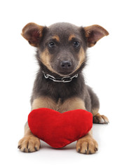 One little dog with a red heart.