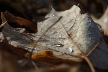 Fall Glow