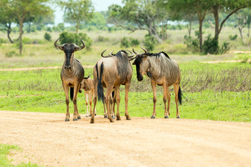 Wildebeest in the African savannah
