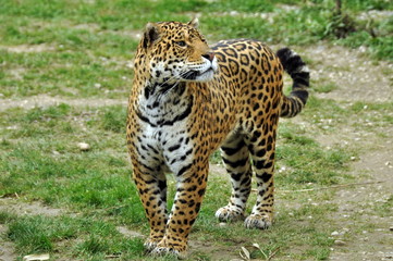 jaguar