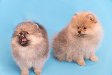 pomeranian puppy the age of 2 month isolated on blue