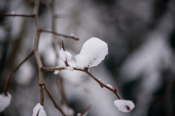 Thin tree branch in the snow. Snow-covered winter forest. Blurred background.