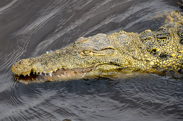 Coccodrillo che nuota di fianco alla barca