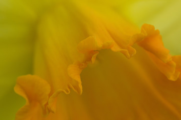 Fototapeta premium Yellow Flower Close Up