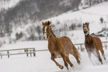 Horses playing in winter