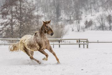 Fototapeta na wymiar Horses playing in winter