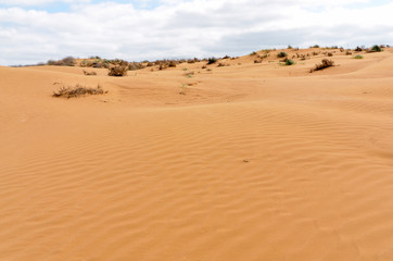 Fototapeta na wymiar slopes of orange sand dunes in the desert Republic of Kalmykia