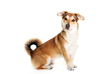 dog with funny face sitting on a white background.