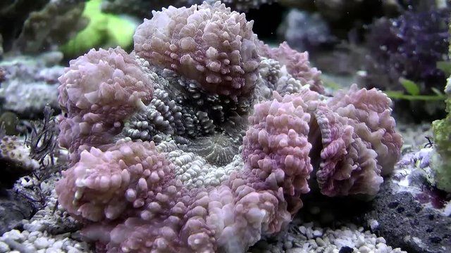 Lobophyllia flabelliformis Steinkoralle