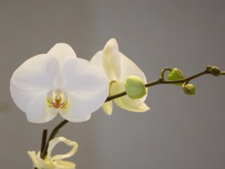 White orchid polpular tropical plant - detail