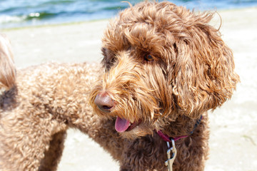 Labradoodle at the Beach