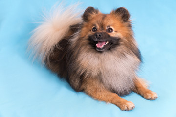 Young Spitz posing on camera, on blue background