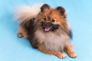 Young Spitz posing on camera, on blue background