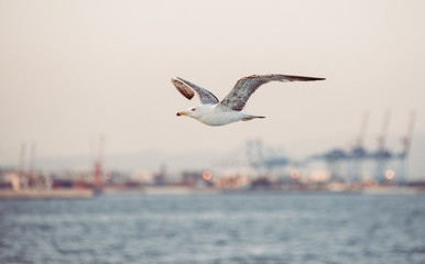 Fototapeta na wymiar A seagull flying over the sea.