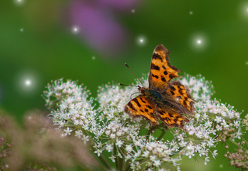 comma butterfly 3