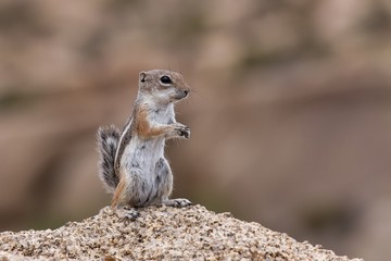 Streifenhörnchen 10