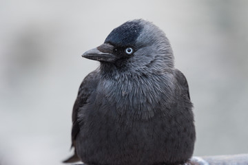 zimowy portret ptaka, profil kawki