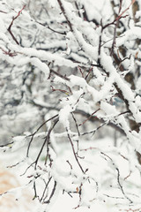 Garden details during winter time,tree covered with snow