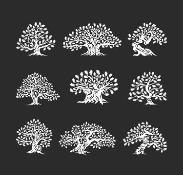 Huge and sacred oak tree silhouette logo isolated on dark background