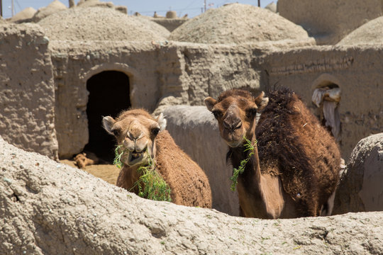 Camels in Khur, Birjand, Khorasan, Iran