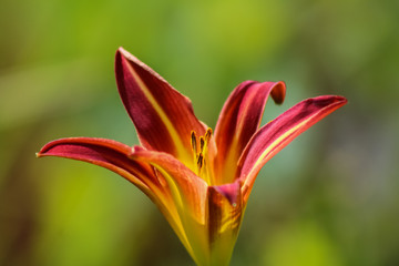 lily 1