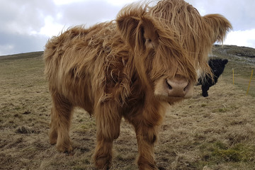 Hairy highland cattle on the Malvern Hills Worcestershire