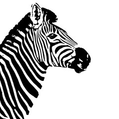 Black and white zebra profile. Equus quagga.