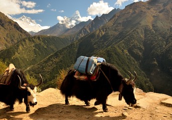 Yaks, View of Mt. Lhotse, Tengboche monastery and Mt. Ama Dablam, Dudh Kosi River valley,...