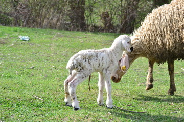 Fototapeta premium sheep and young lambs are a very lovely animal