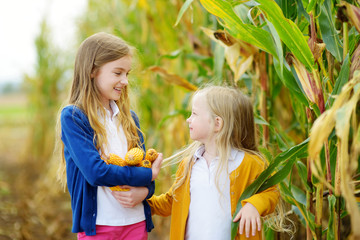 Adorable sisters playing in a corn field on beautiful autumn day. Pretty children holding cobs of corn. Harvesting with kids. © MNStudio