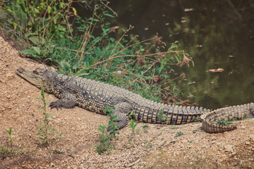 Nile crocodiles sunning on bank of Mara River, Masai Mara Game Reserve, Kenya