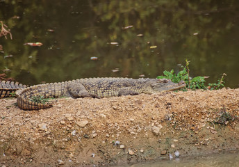 Nile crocodiles sunning on bank of Mara River, Masai Mara Game Reserve, Kenya