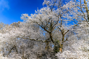 Naklejka premium Verschneiter Baum vor blauem Himmel