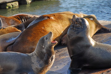 Sea lions. Pleasant conversation