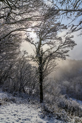 schneebedeckter  Baum im Sonnenlicht