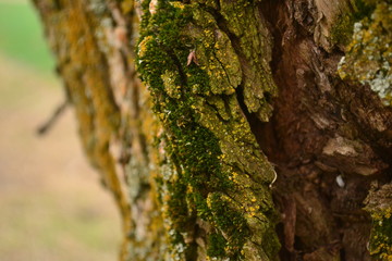 They live in lichen walls, fences, tree bark, stones, rocks.