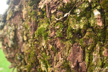 They live in lichen walls, fences, tree bark, stones, rocks.