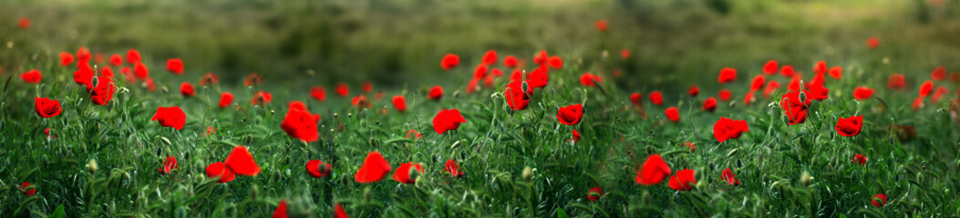 Papaver rhoeas (Corn poppy Corn rose Field poppy Flanders poppy Red poppy Red weed Coquelicot) in the summer meadow
