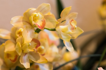 Beautiful colorful orchid in a botanic garden