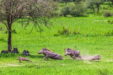 Warthogs in Tarangire National Park, Tanzania.