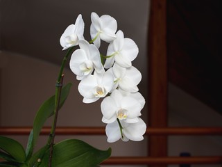 The white orchid will brighten up every modern interior