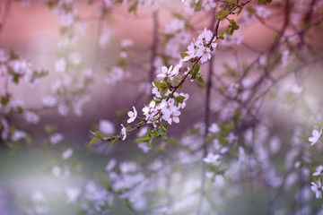 Branch with fresh bloom of wild plum-tree flower closeup in garden.