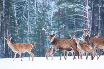 Winter wildlife landscape with noble deers Cervus Elaphus. Many deers in winter. Deer with large Horns with snow on the foreground and looking at camera. Natural habitat.