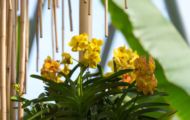 Beautiful colorful orchid in a botanic garden