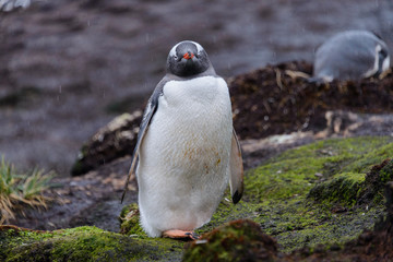 Naklejka premium Wet gentoo penguine in green grass in rainy weather