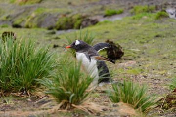 Wet gentoo penguine in green grass in rainy weather