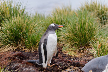 Naklejka premium Wet gentoo penguine in green grass in rainy weather